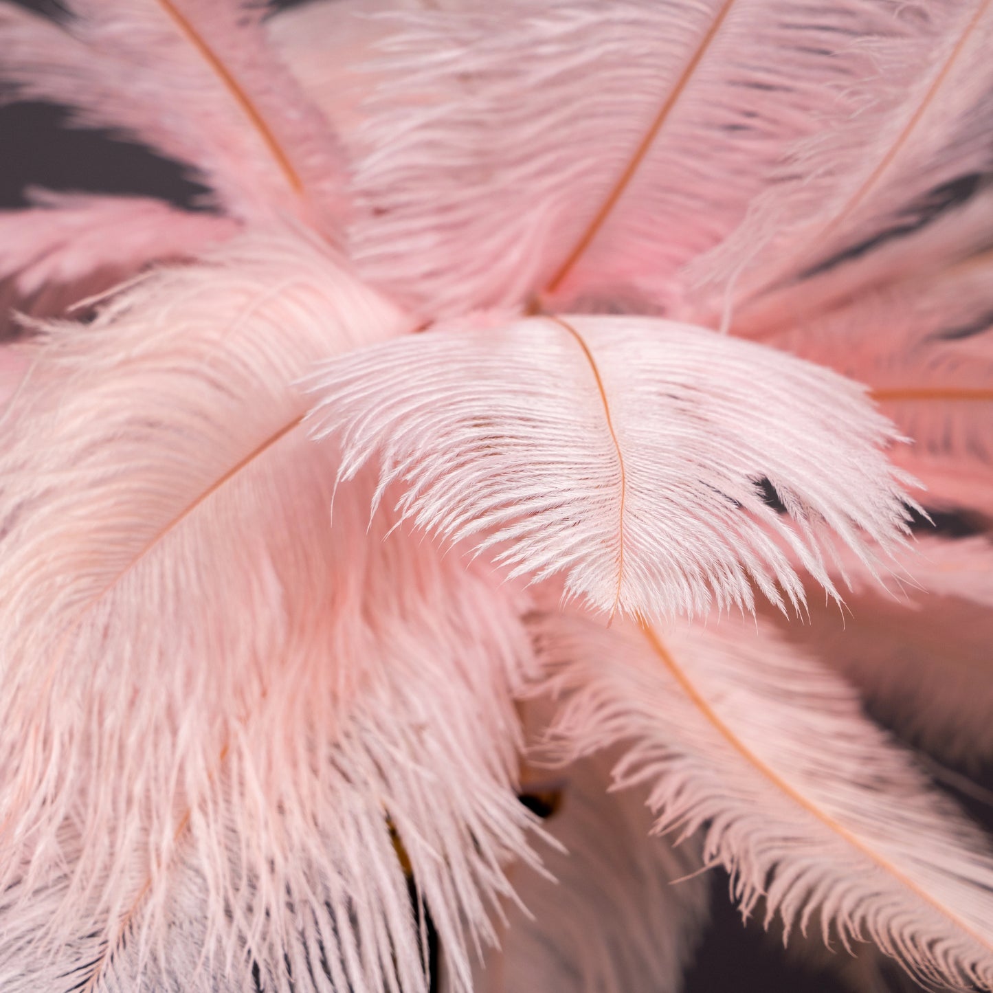 Feather Glow Lamp - Pink